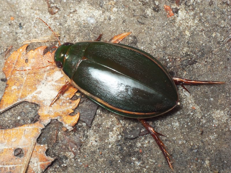 Cybister lateralimarginalis (De Geer, 1774)